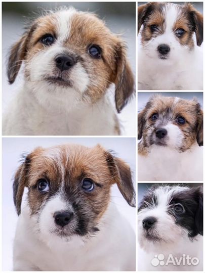 Жесткошерстные, брокены Джек Рассел терьер щенки