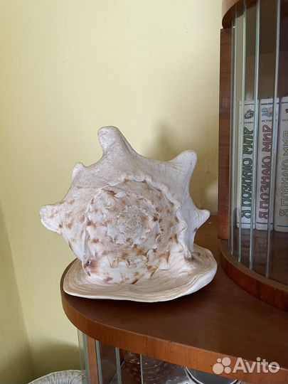 Морские ракушки и кораллы