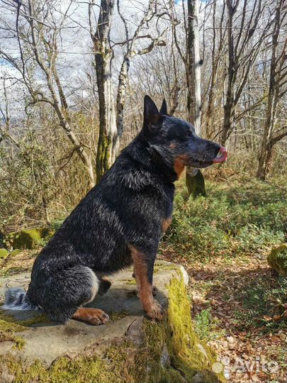 Австралийский хилер (Australian Cattle Dog)