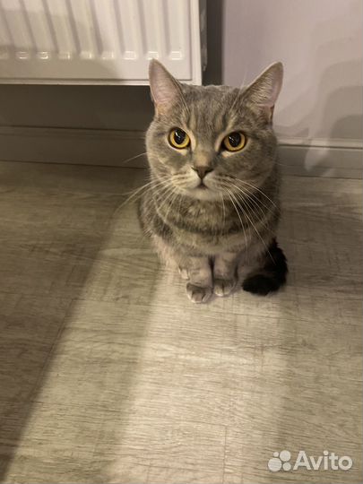 Британская кошка