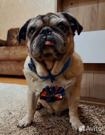 Украшения для собак