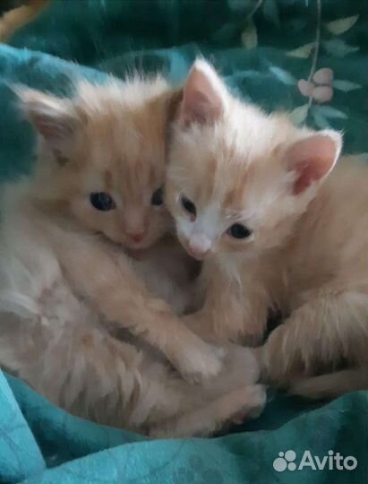 Чудесная рыжая девочка, котенок