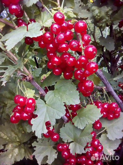 Смородина красная саженцы