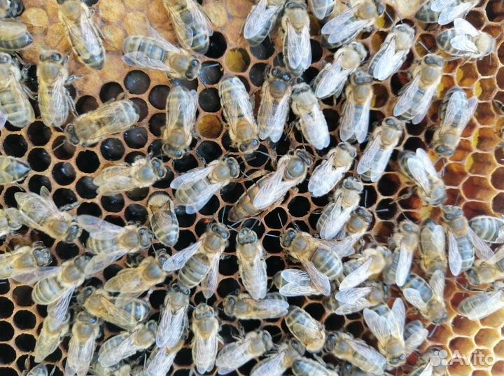Пчелиная семья