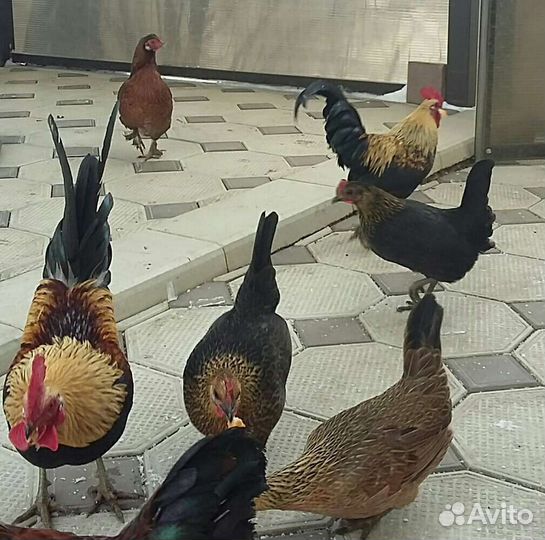 Куры бентамки