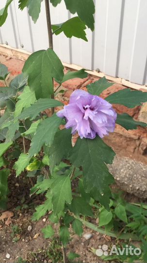 Гибискус мохровый