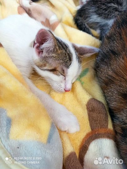 Котята в добрые руки