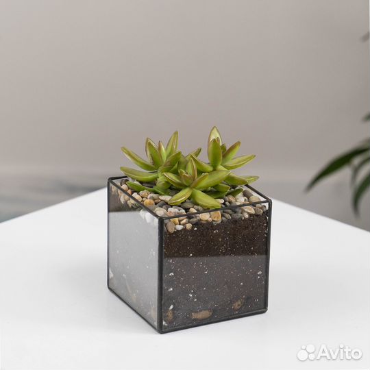 Цветок суккулент в кашпо, презент подарок
