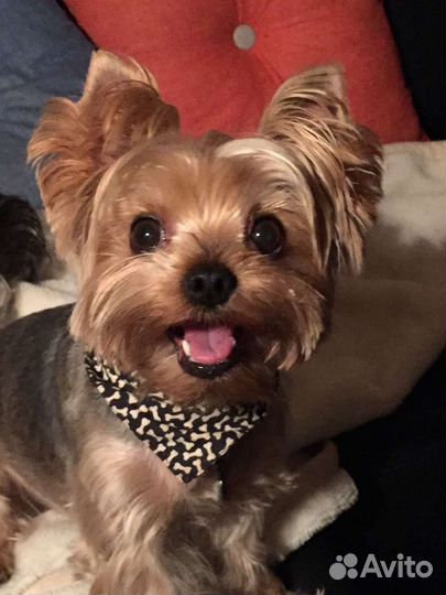 Передержка животных на время отпуска