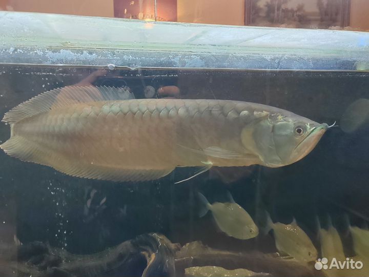 Арована Серебряная 50+см