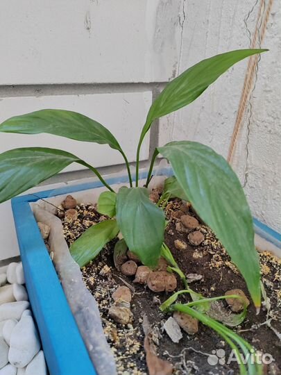 Спатифиллум ростки/рассада