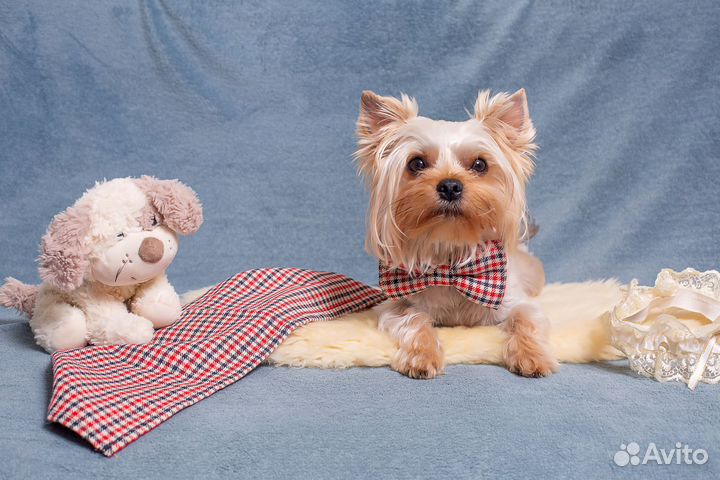 Йоркширский терьер вязка мальчик