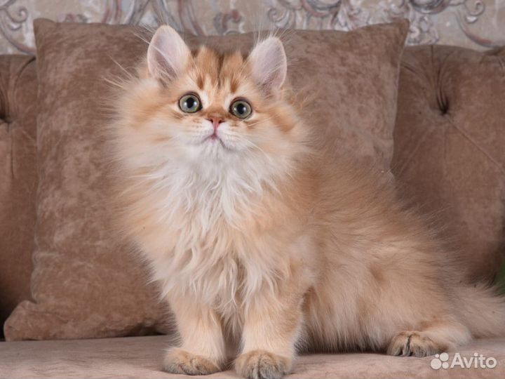 Британская длинношерстная шиншилла котята