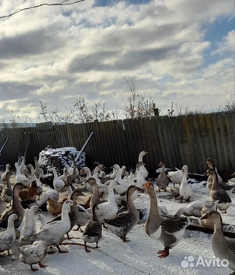 Гусь утки куры