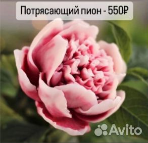 Форма для мыла