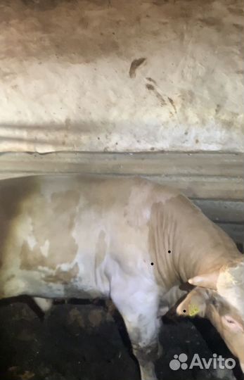 Быки коровы