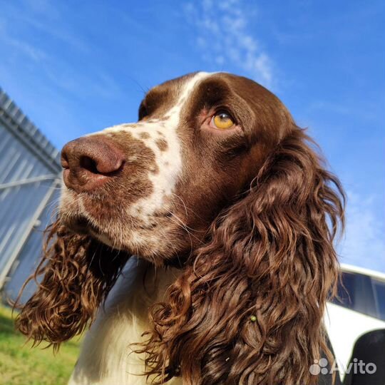 Кобель для вязки