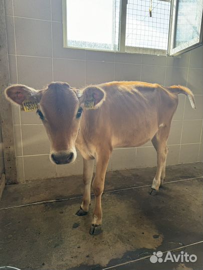 Джерсейская корова