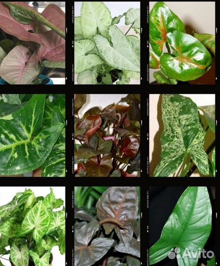 Сингониумы в ассортименте