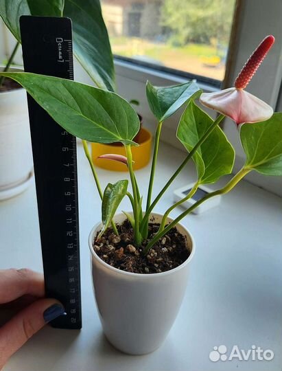 Антуриум Exota (экзота)