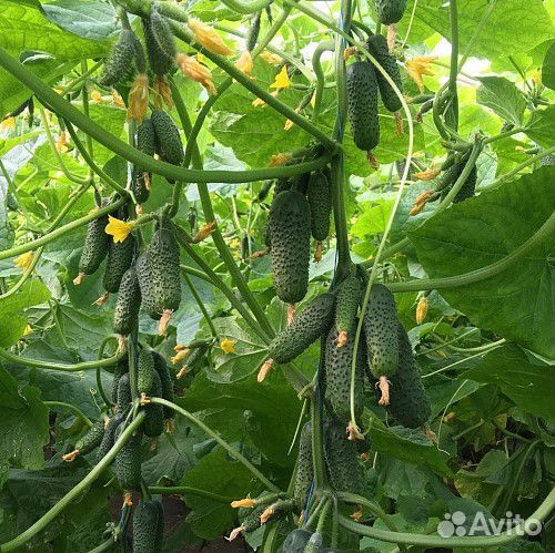 Семена ранних огурцов из Испании