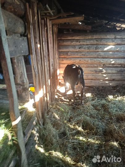 Бычок джерси