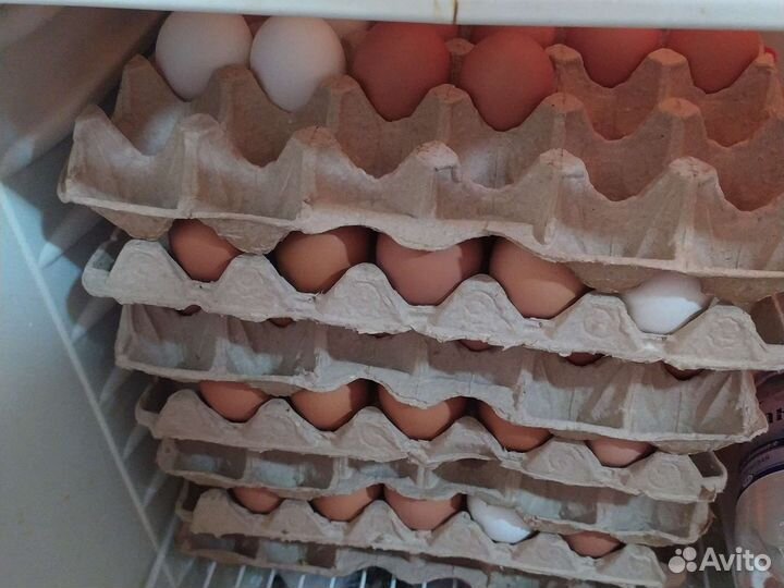 Домашние куриные яйца