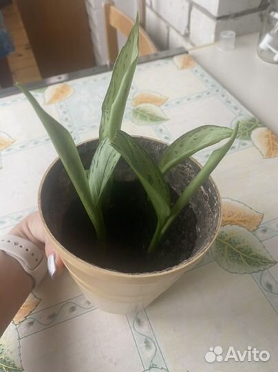 Аглаонема Сильвер