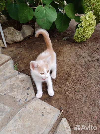 Отдам в добрые руки двух котят