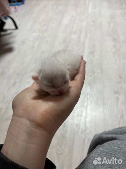 Котята мейн-кун