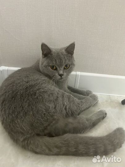 Британская кошка в дар