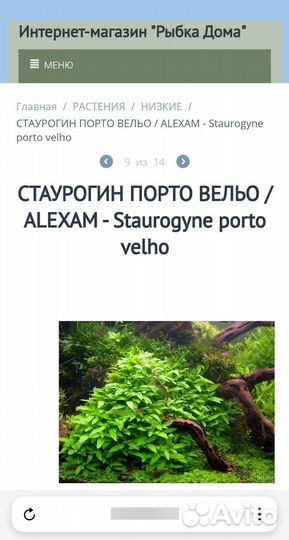 Аквариумное растение Порто Вельо в магазине