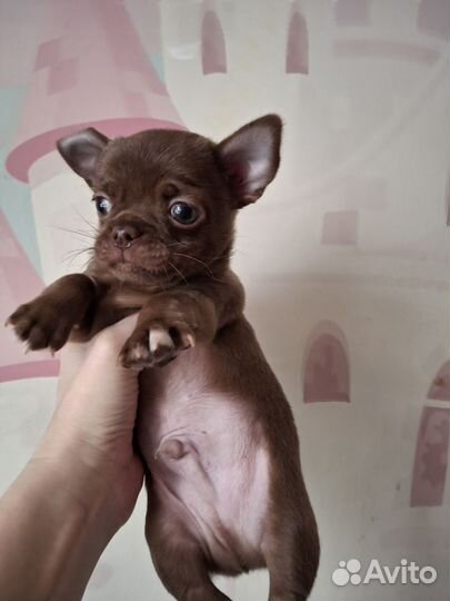 Щенки чихуахуа