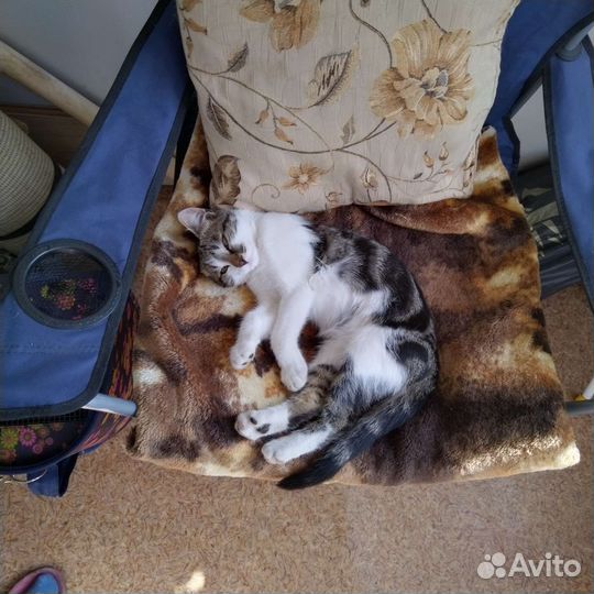 Кошки в добрые руки бесплатно