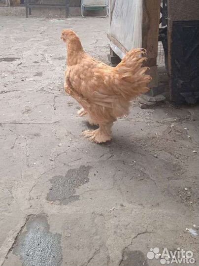 Продаются петухи Кохинхин