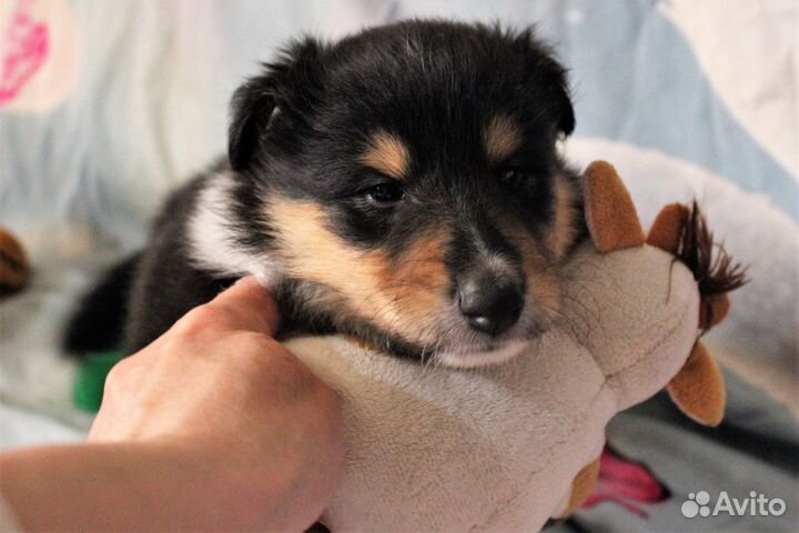 Колли щенки