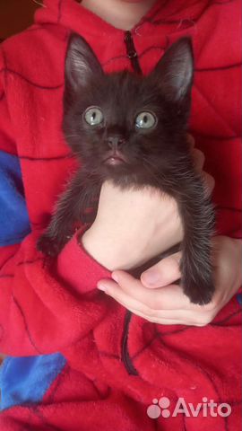 Котенок бесплатно