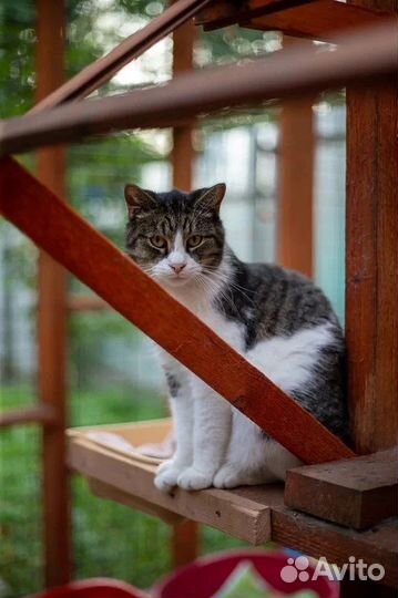 Кот в добрые руеи