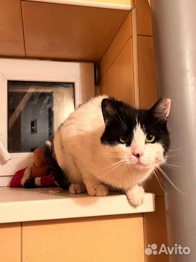 Котик окрас смешной.Ищет дом. Обижают другие коты