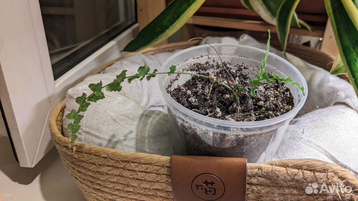 Папоротник домашний, нефролепсис