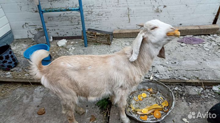 Нубийские козы