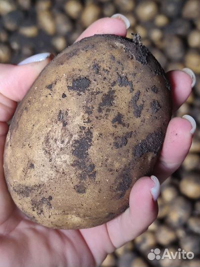 Продам картофель