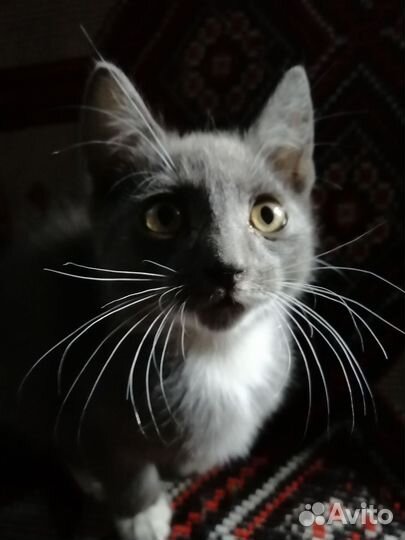 В доброе руки котята