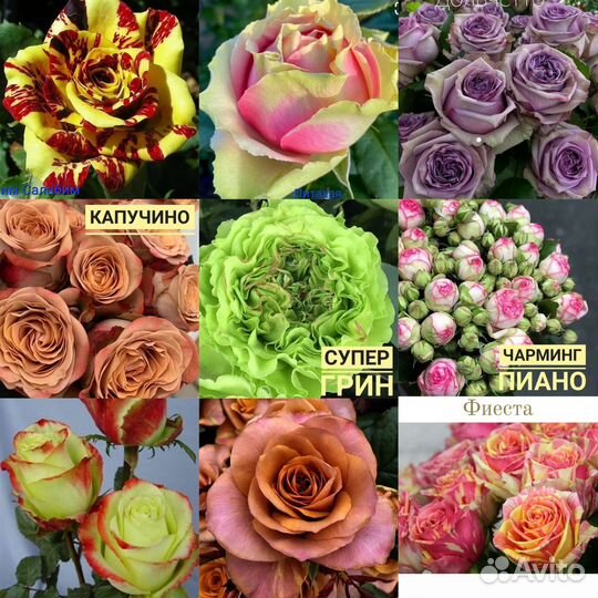Саженцы роз