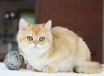 Потрясающий британский котенок золотая шиншилла