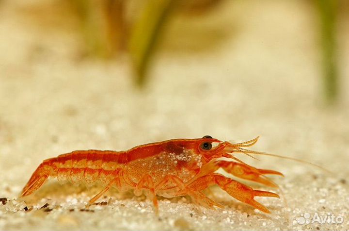 Мексиканские Карликовые Раки