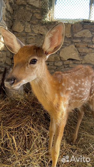 Банкетные и корпоративные мероприятия в Шато Андре