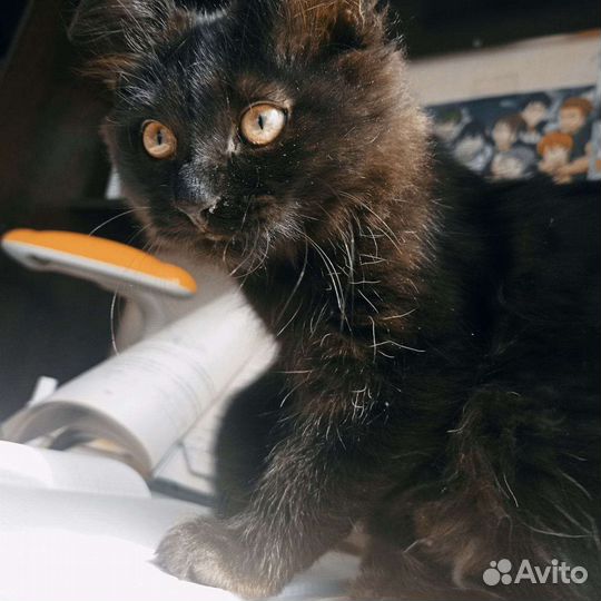 Метис котенок