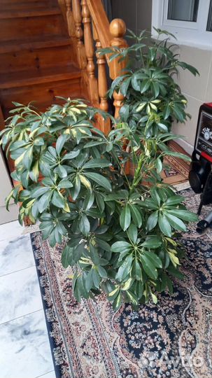 Комнатные цветы шефлера