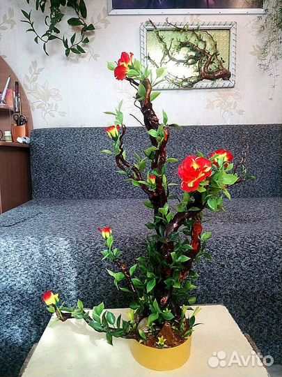 Бонсаи интерьерные